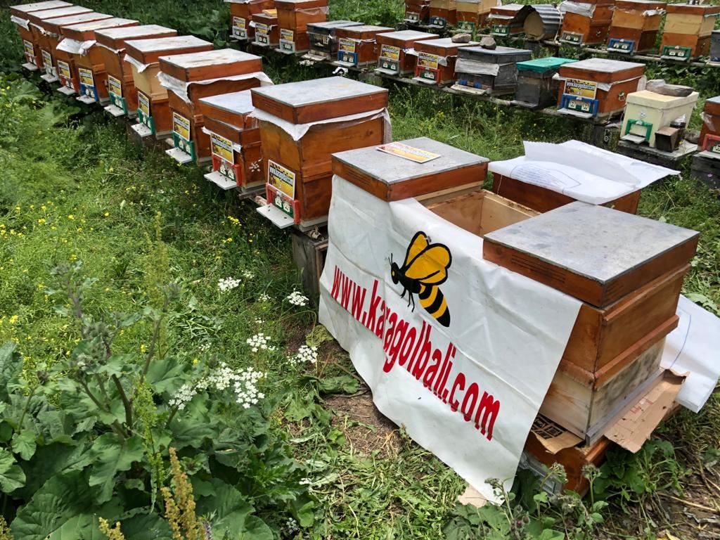 Karagöl Balı arılığı, Artvin Borçka