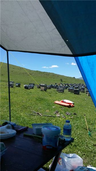 Karagöl Balı – 2019 Sezonu