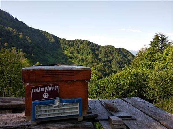 Karagöl Balı – 2019 Sezonu