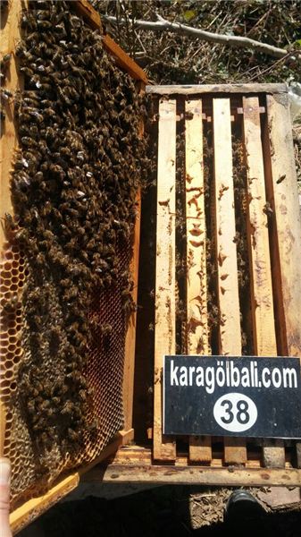 Karagöl Balı – Arılıklarımız